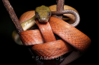 Dark headed cat snake.jpg